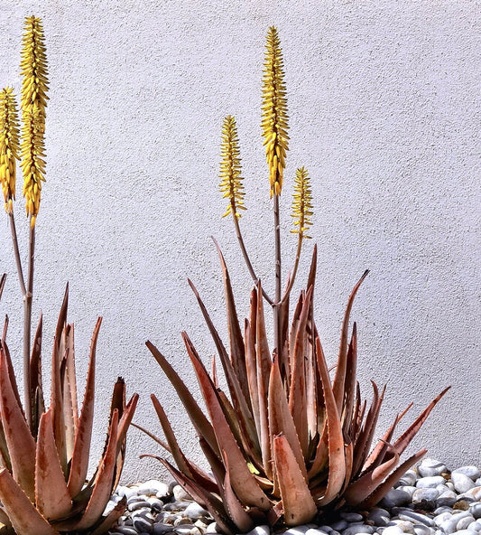 Aloe vera succulent with tall yellow flower spikes and reddish pointed leaves growing in pebbles