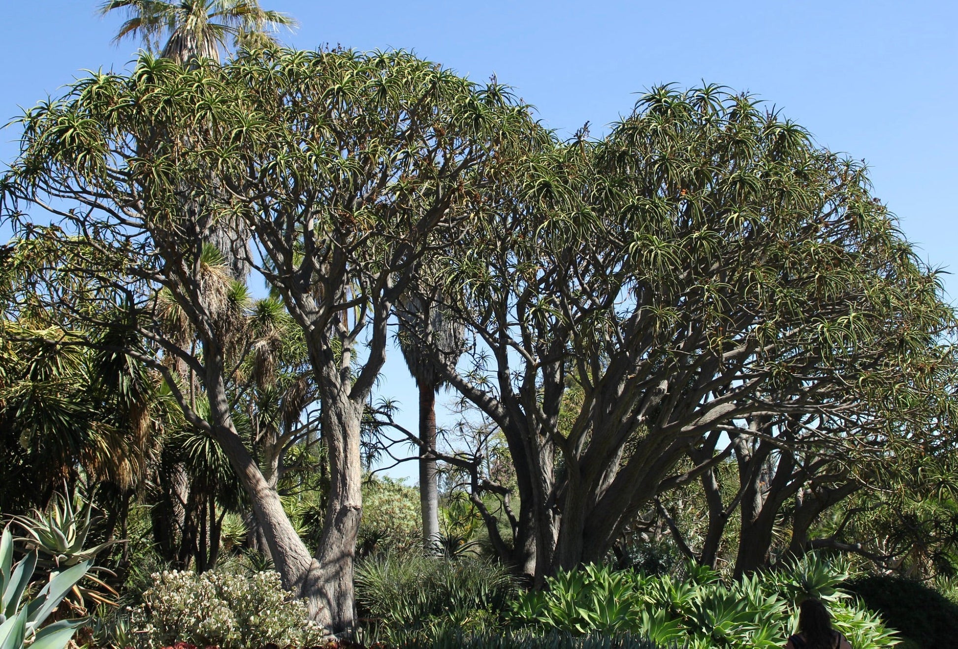 Aloidendron barberae large succulent tree with thick branches and slender leaves in garden