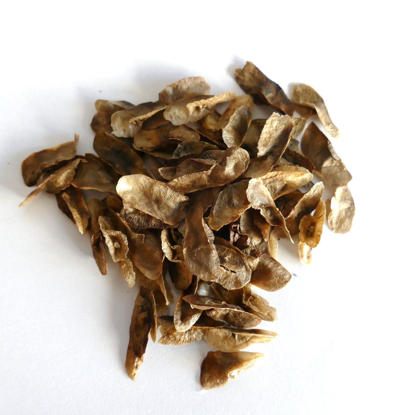 Aloidendron barberae dried seeds for succulent tree propagation on white background