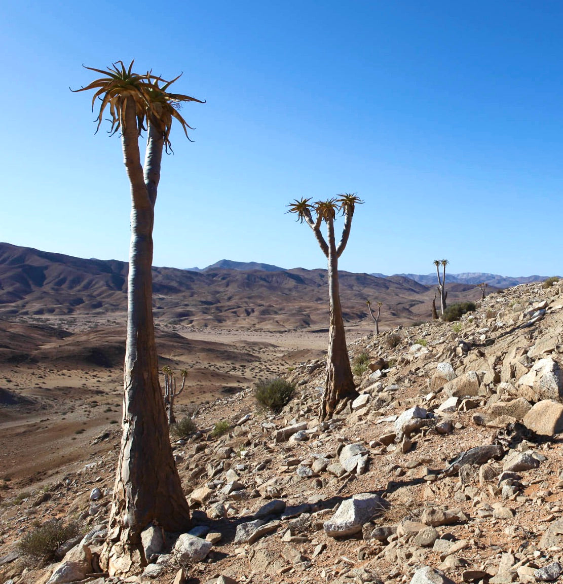 Aloidendron pillansii alto succulento con tronco spesso e rosette di foglie spinose nel deserto roccioso