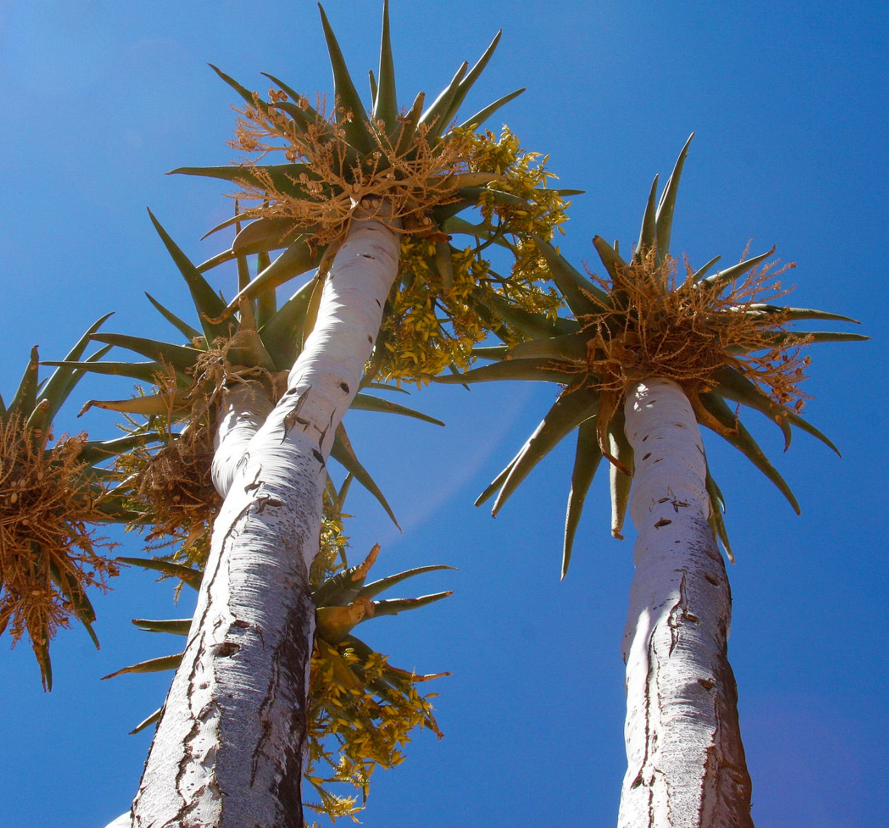 Aloidendron pillansii (syn. Aloe pillansii) | Giant quiver tree | Bastard quiver tree