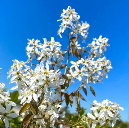 Amelanchier lamarckii delicate white flowers with slender leaves against clear blue sky