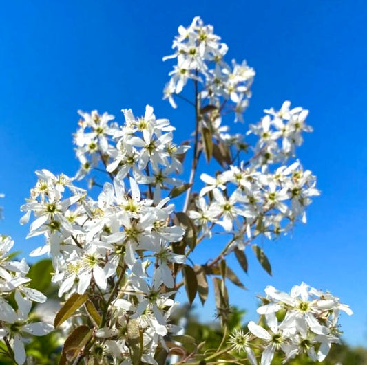 Fiori bianchi delicati di Amelanchier lamarckii con foglie verdi contro il cielo azzurro