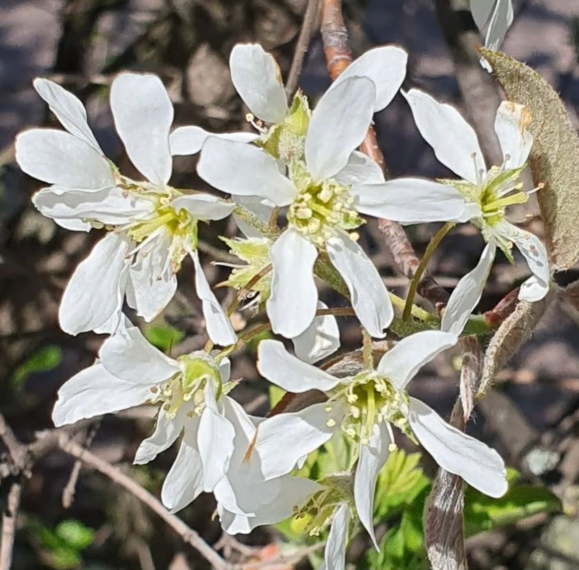 Amelanchier lamarckii delicate white flowers with slender petals and green centers in spring