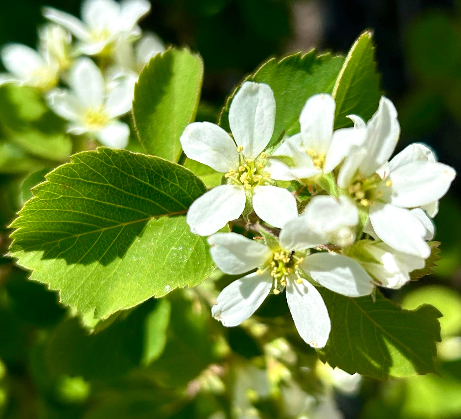 Amelanchier utahensis white flowers with green serrated leaves in natural sunlight