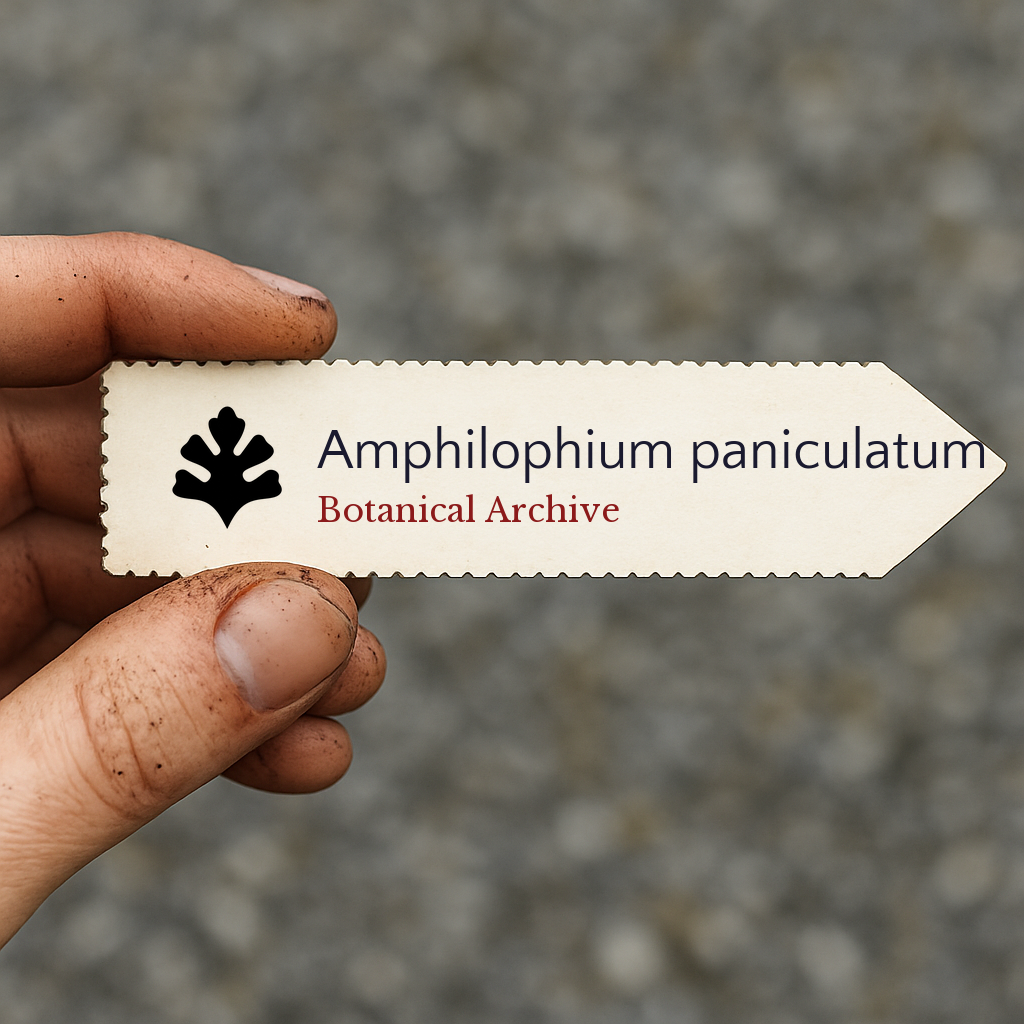 Etichetta per piante stampata per Amphilophium paniculatum tenuta a mano con dita sporche di terra