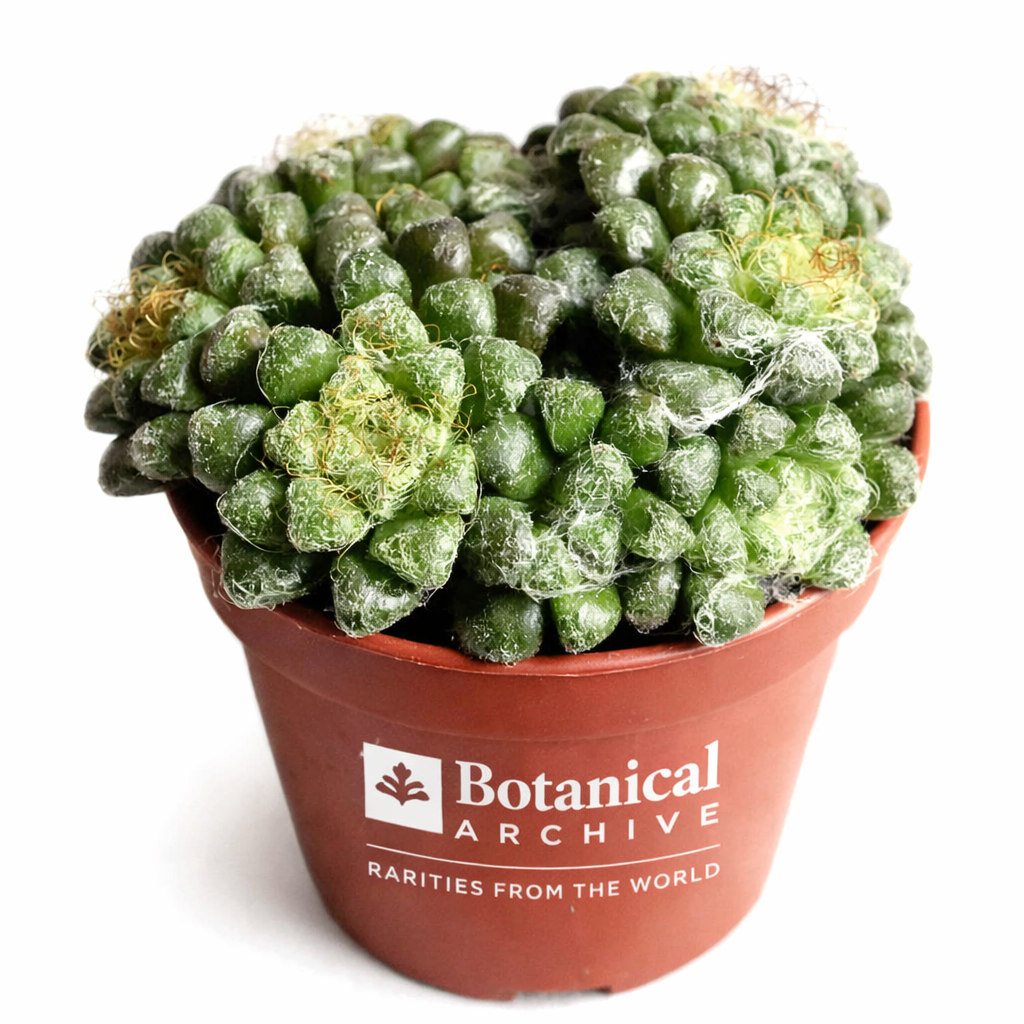 Anacampseros arachnoides succulent with dense green rosettes and fine white webbing in terracotta pot