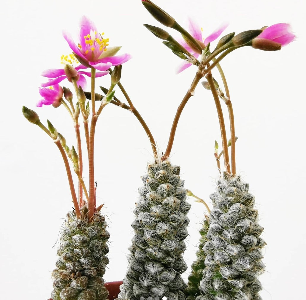 Anacampseros baeseckei succulent with fuzzy stems and delicate pink flowers blooming