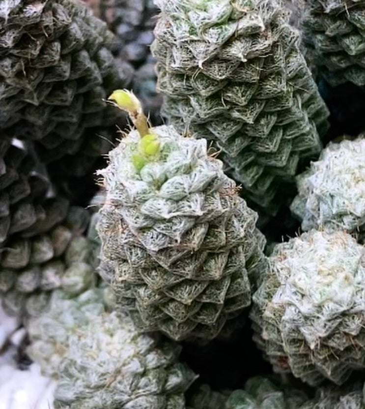Anacampseros filamentosa succulent with dense white hairs and overlapping triangular leaves