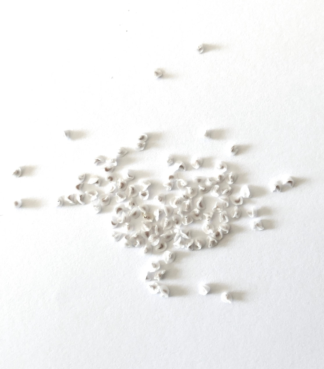 Anacampseros lanceolata small white succulent seeds scattered on white background