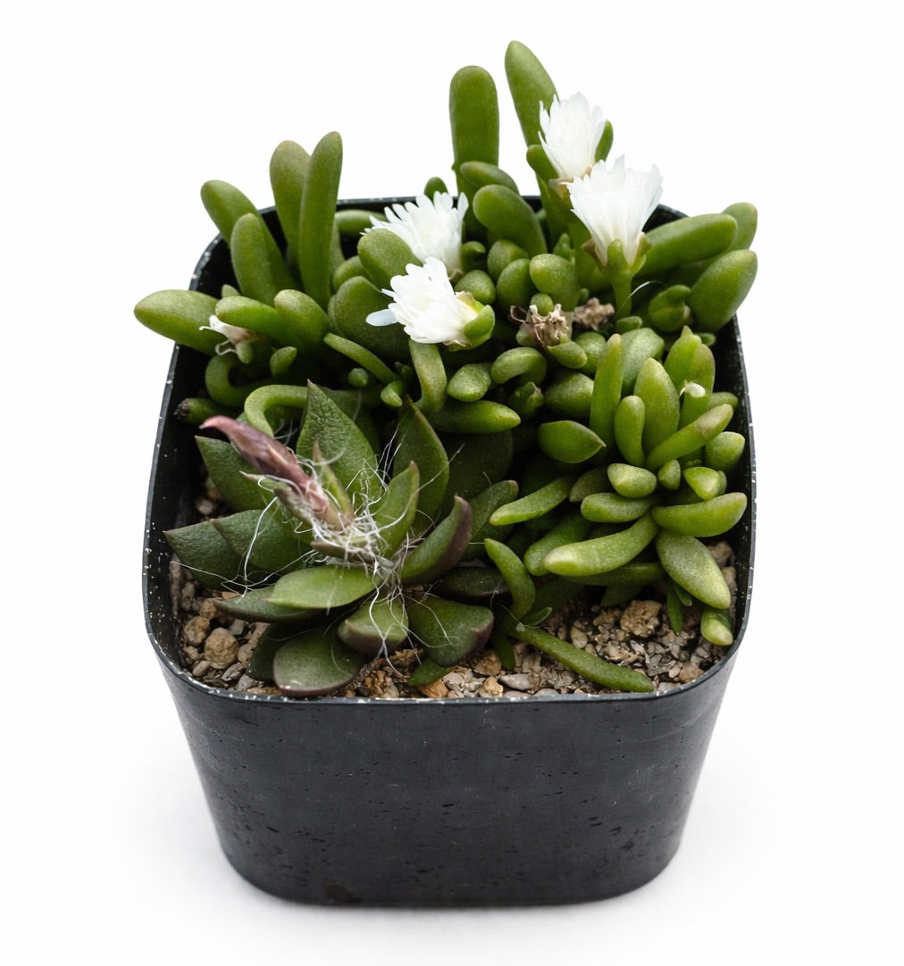 Anacampseros lanceolata succulent with green fleshy leaves and small white flowers in black pot