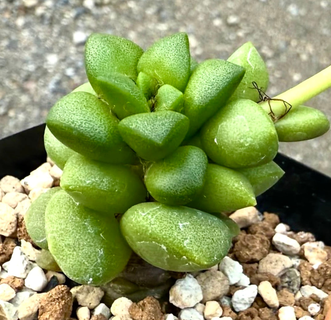 Anacampseros pisina succulent with plump green leaves and textured surface in rocky soil