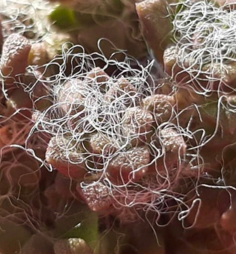 Anacampseros retusa succulenta con fitti peli bianchi ricci su foglie rosso-verdi in primo piano