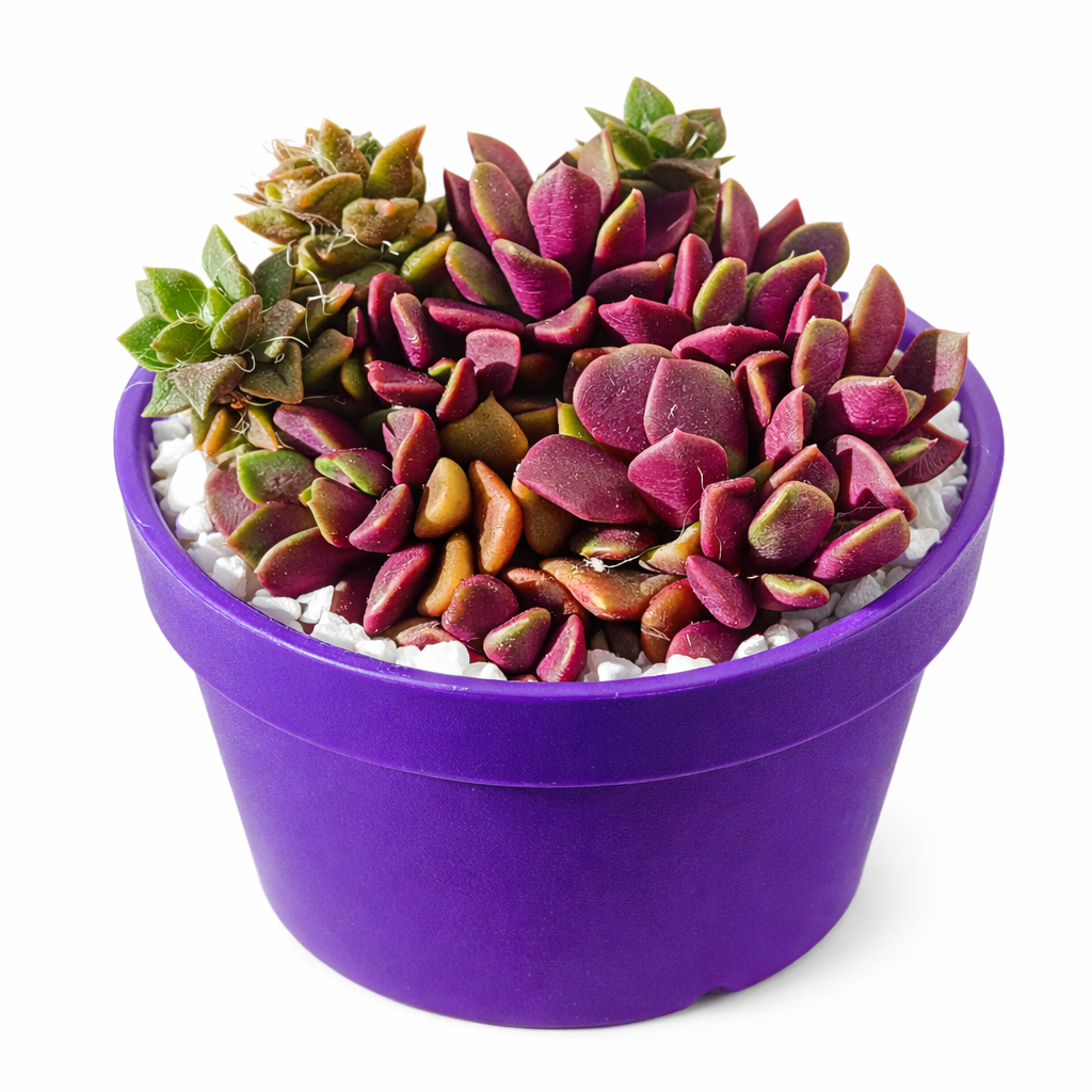 Anacampseros rufescens succulent with reddish-green leaves in purple pot with white stones