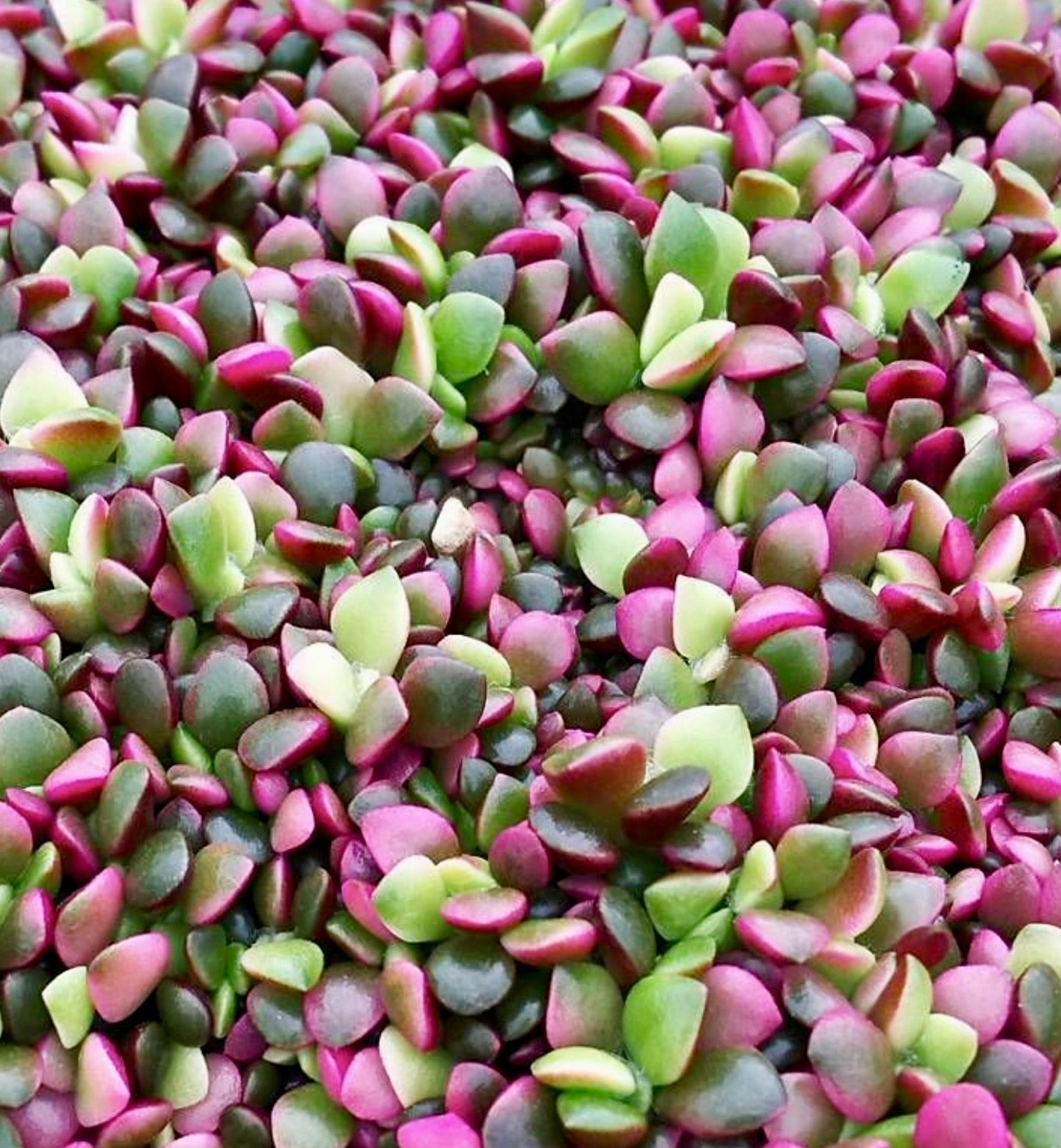 Anacampseros telephiastrum succulenta con piccole foglie rotonde verdi e viola, crescita densa