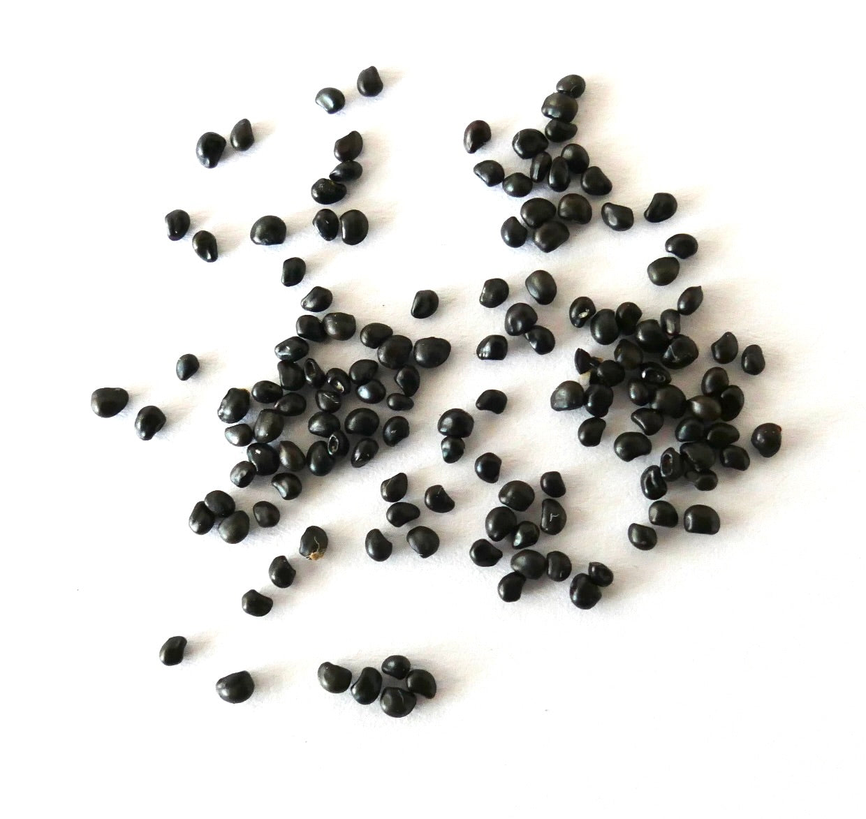 Ancistrocactus pinkavanus black cactus seeds scattered on white background