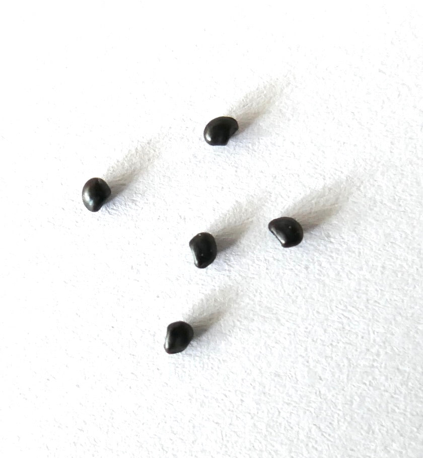 Ancistrocactus pinkavanus small black cactus seeds on white background