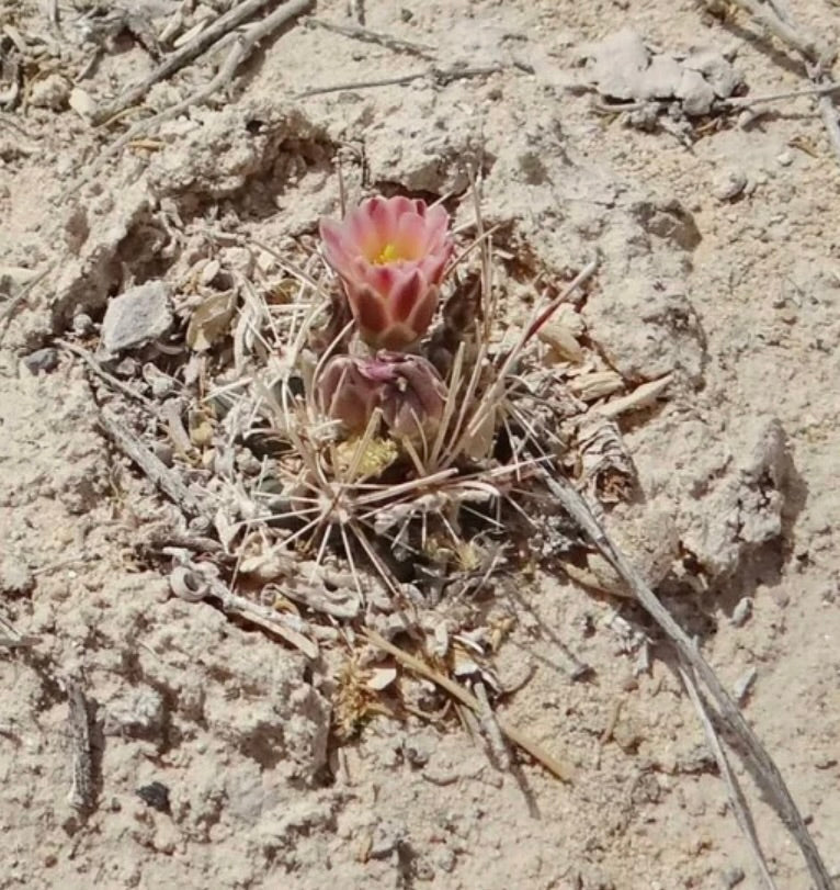 Ancistrocactus pinkavanus small rare cactus with pink flower and long spines in dry soil