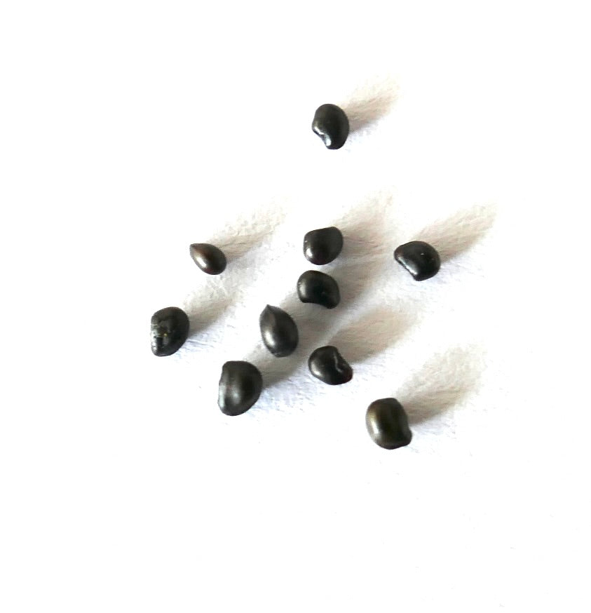 Ancistrocactus pinkavanus small black cactus seeds on white background