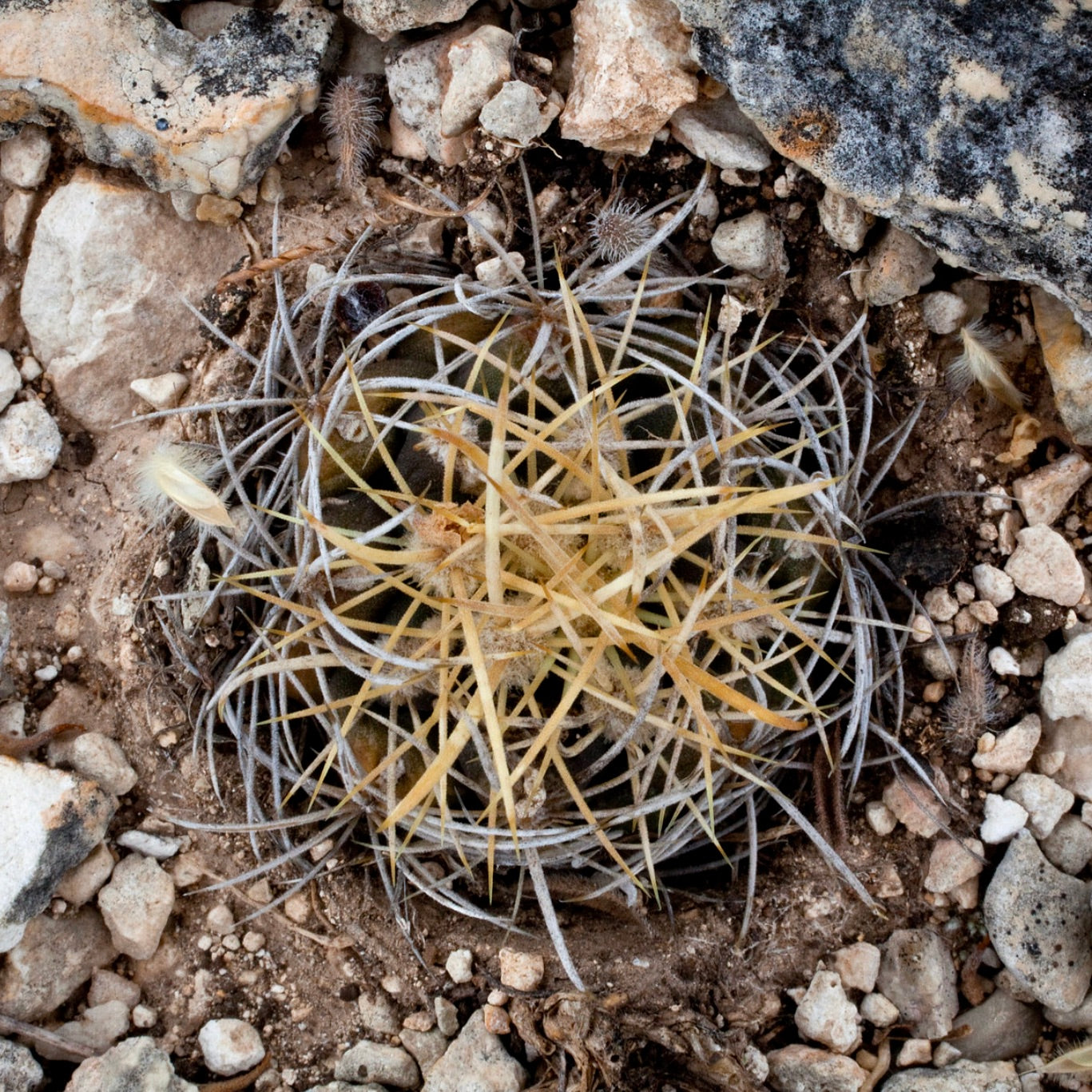 Ancistrocactus tobuschii small round cactus with dense yellow and gray spines on rocky soil