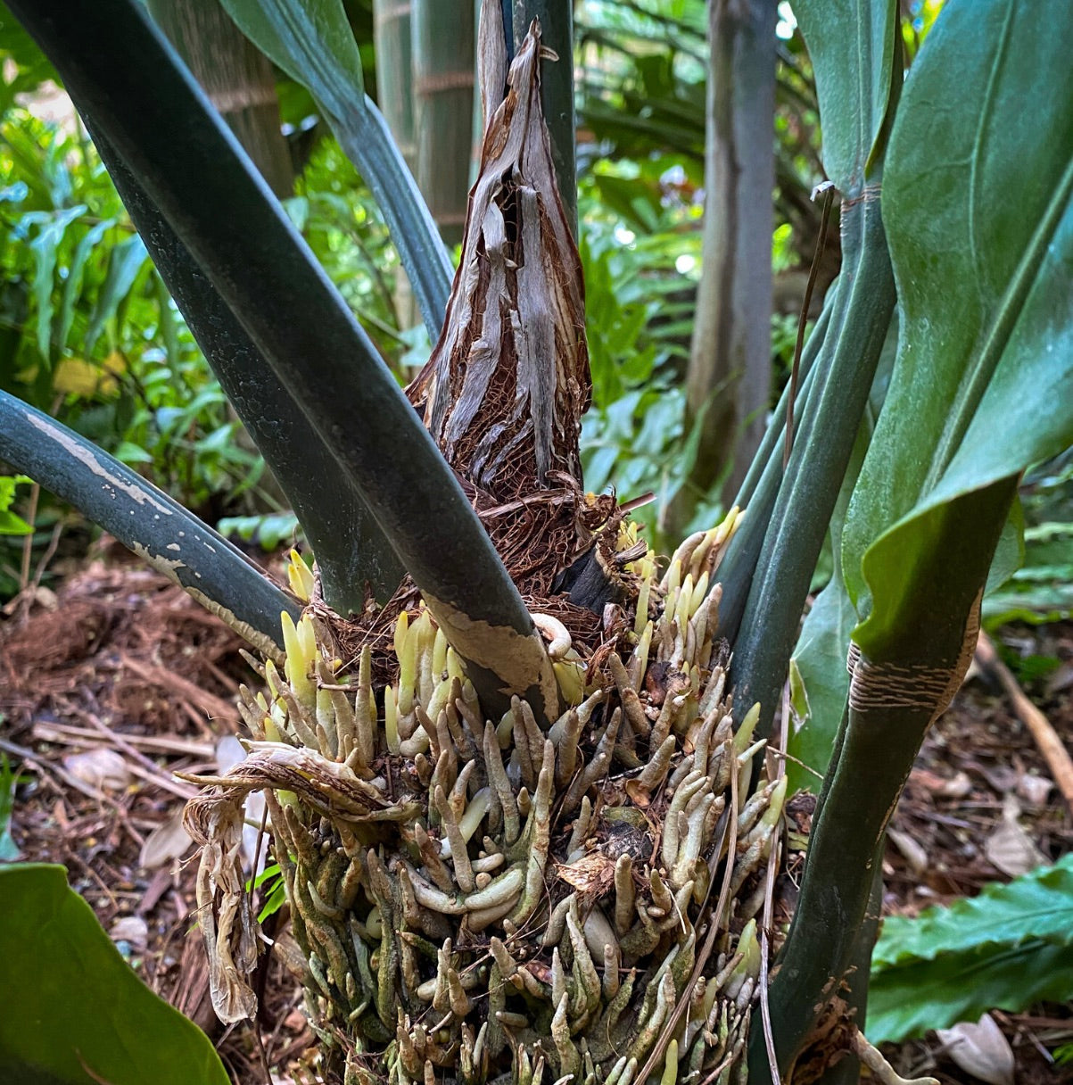 Primo piano delle radici rare a nido d'uccello e dei gambi verdi spessi di Anthurium plowmanii nel suo habitat naturale