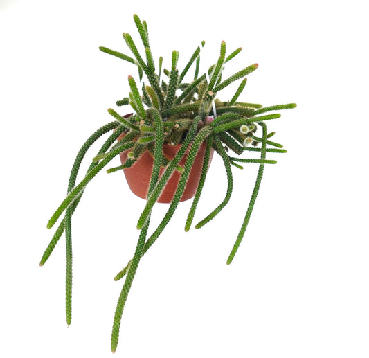 Aporocactus flagelliformis cactus succulento pendente con sottili steli verdi e piccoli fiori bianchi