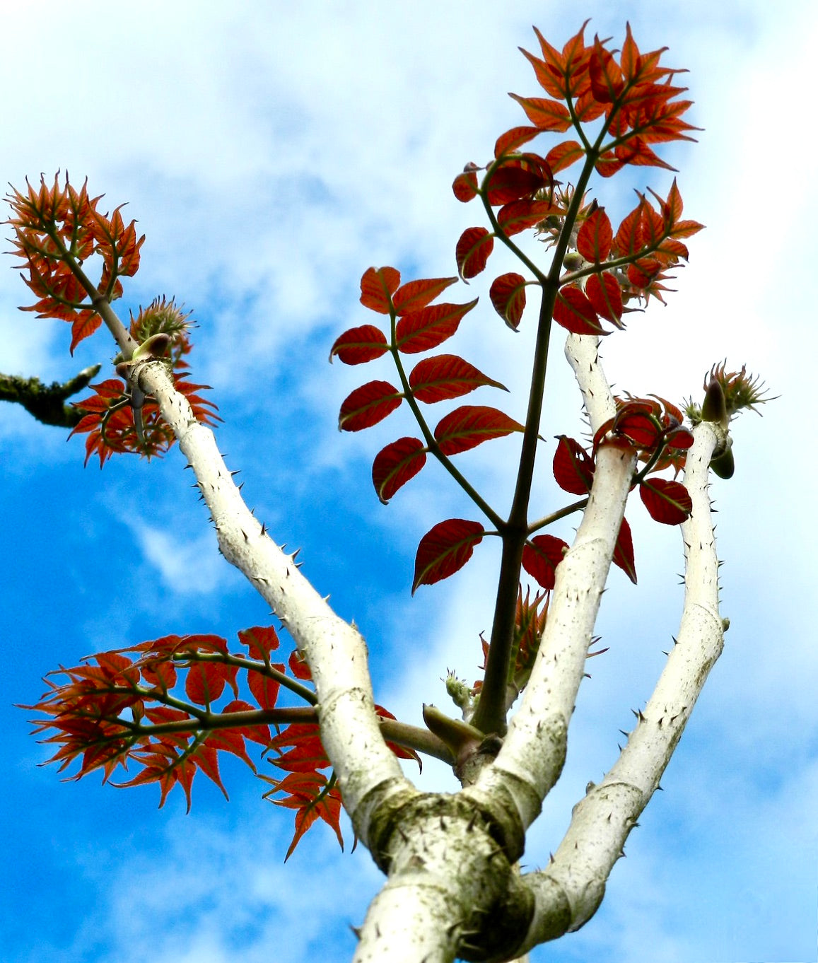 Aralia elata con rami bianchi spinosi e giovani foglie rosse vivaci contro il cielo azzurro