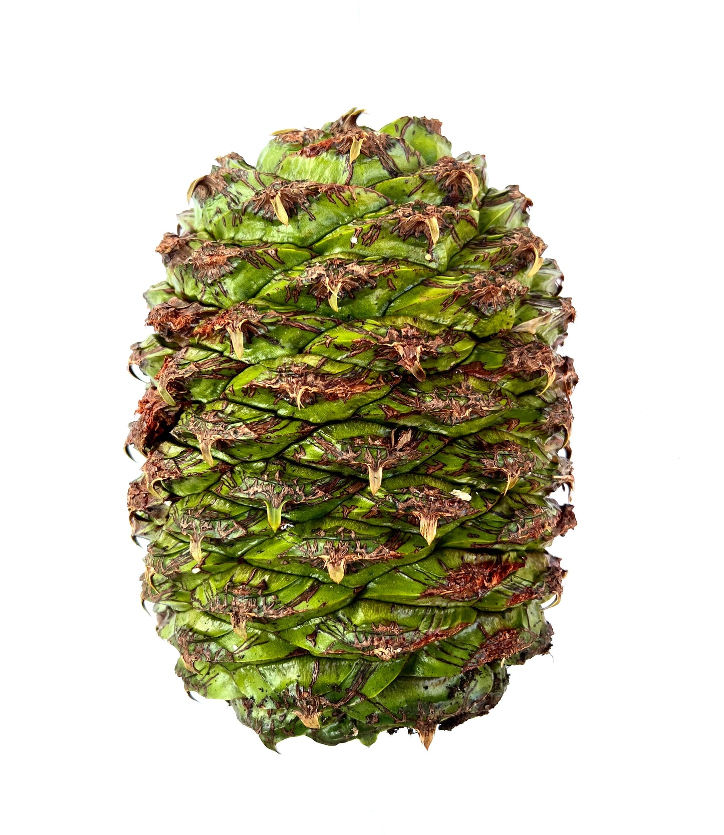 Cono di semi verde di Araucaria bidwillii con scaglie legnose e punte marroni isolato su sfondo bianco