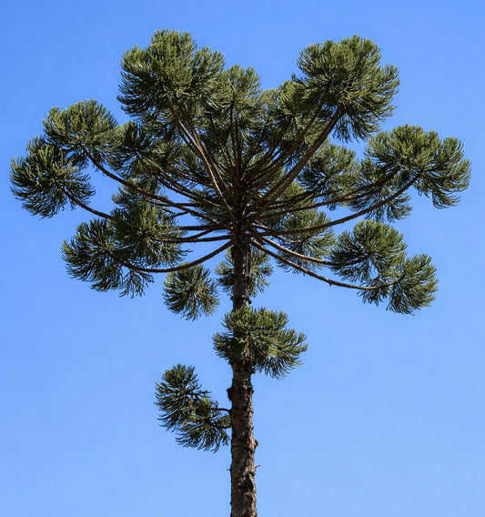 Araucaria angustifolia 40-50cm | Paraná pine | Brazilian pine