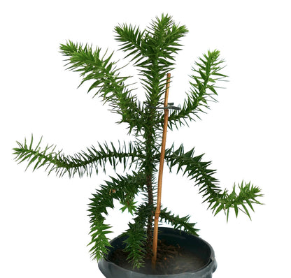 Araucaria araucana | Monkey puzzle tree | Chile pine