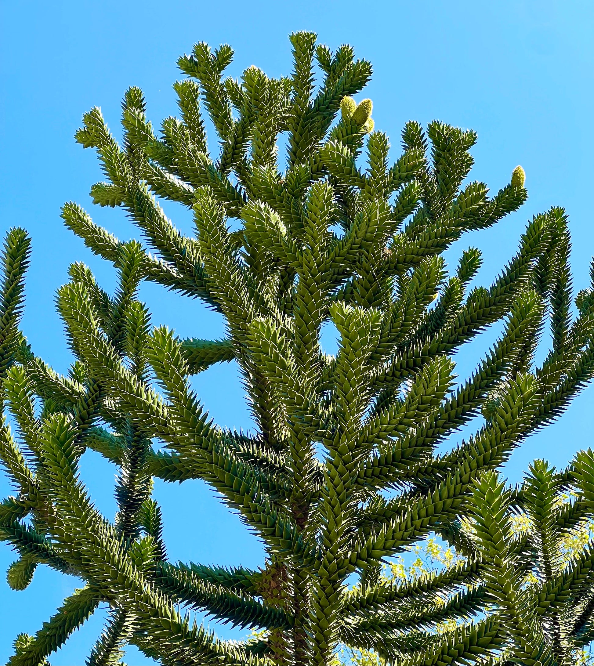 Rami fitti e verdi di Araucaria araucana con fogliame spinoso e simmetrico unico contro il cielo azzurro