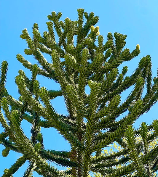 Rami fitti e verdi di Araucaria araucana con fogliame spinoso e simmetrico unico contro il cielo azzurro
