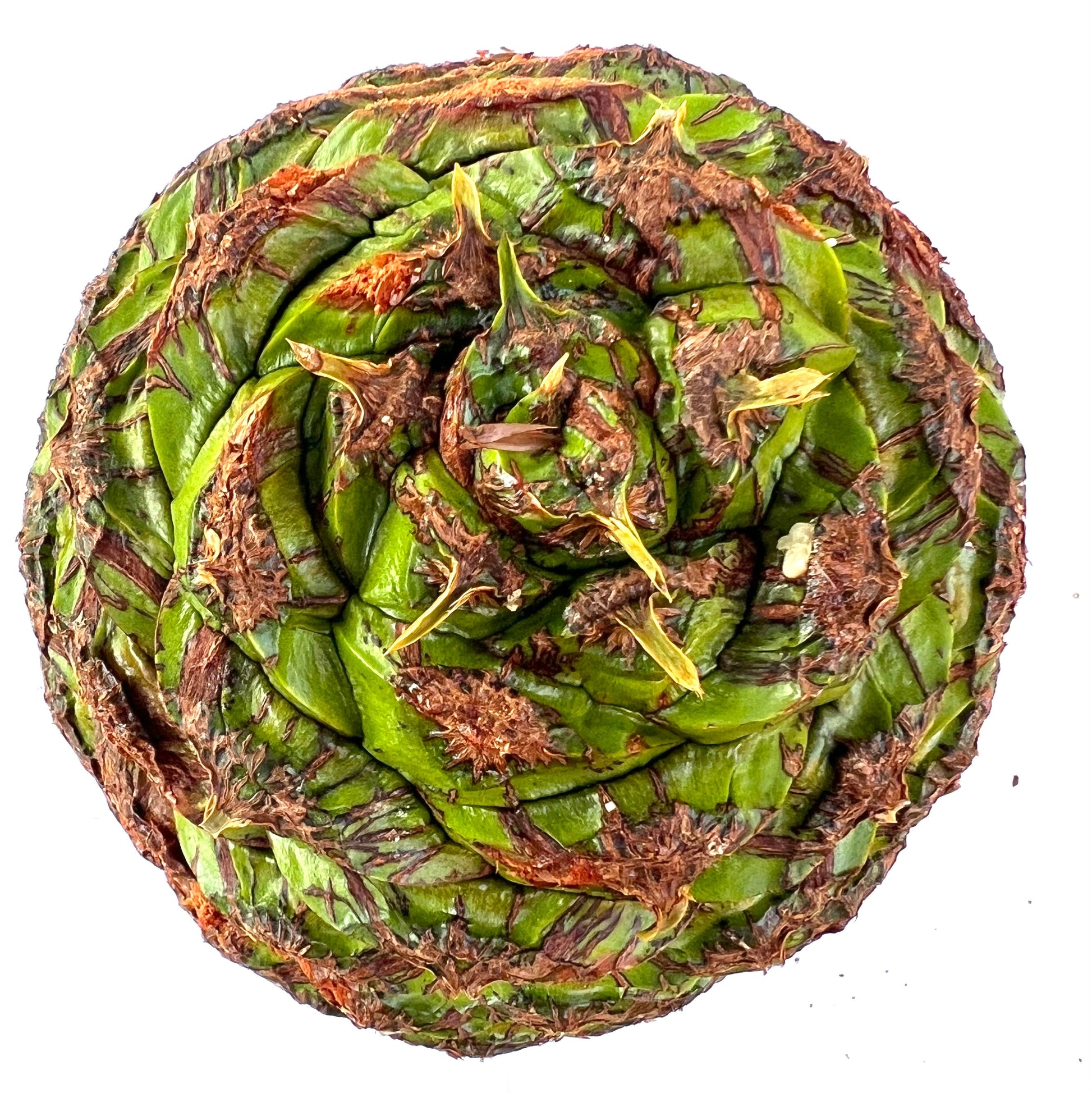 Cono di semi verde raro di Araucaria bidwillii con scaglie marroni e punte appuntite