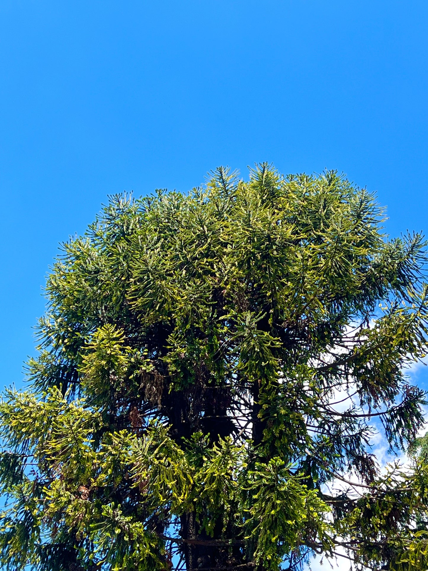 Araucaria bidwillii rare conifer tree with dense green foliage against blue sky
