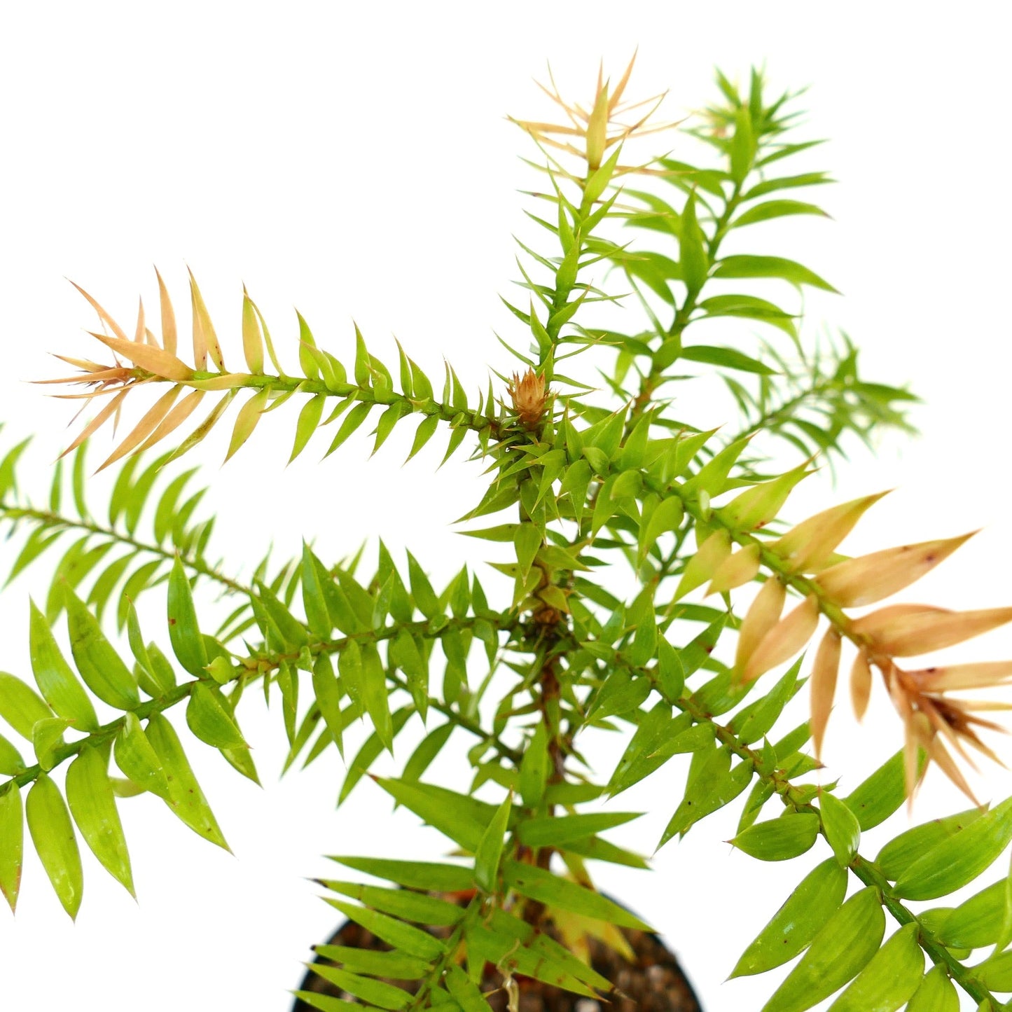 Araucaria bidwillii fogliame verde e marrone spinoso con foglie affilate simili a aghi in primo piano