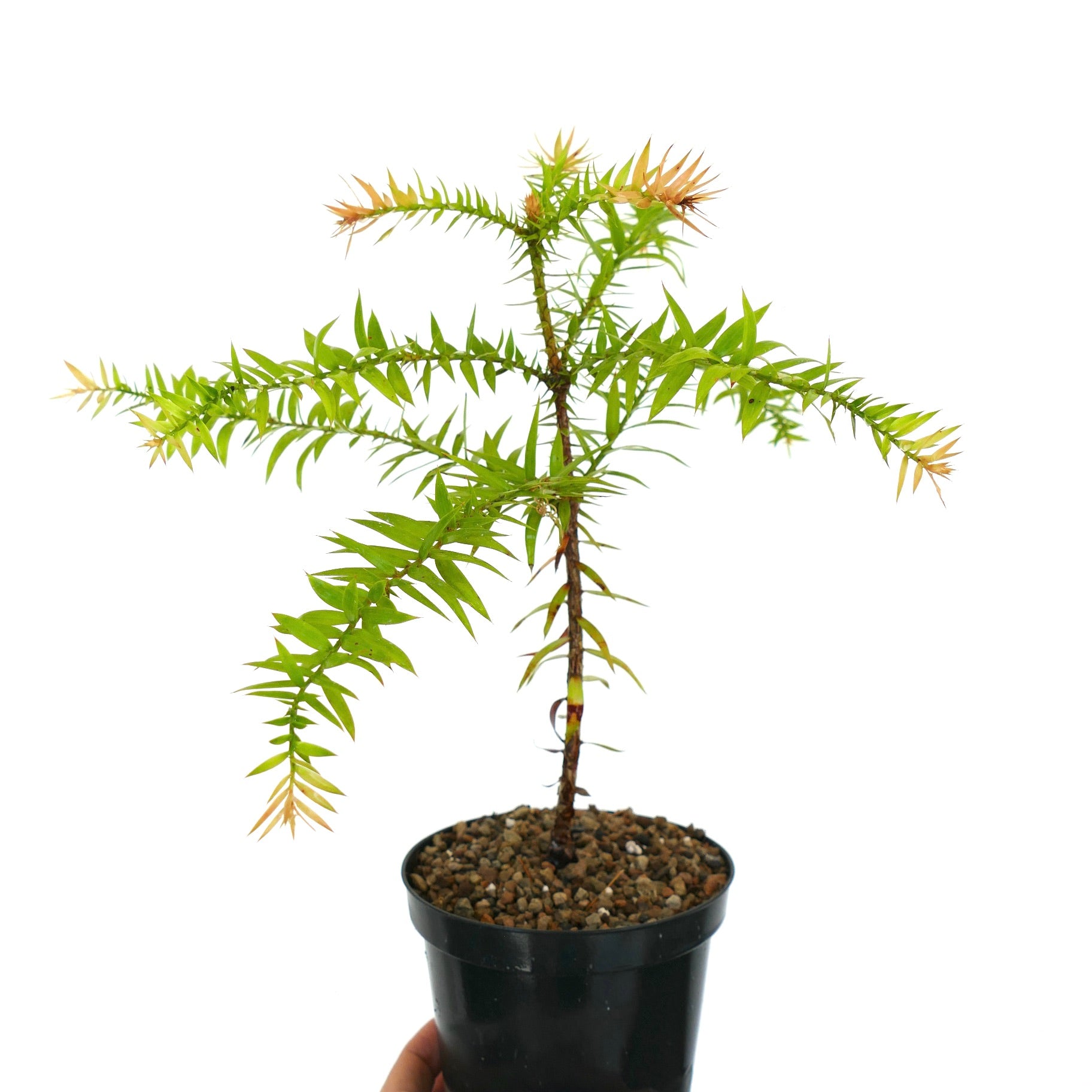 Araucaria bidwillii giovane conifera in vaso con foglie aghiformi verdi e gialle appuntite