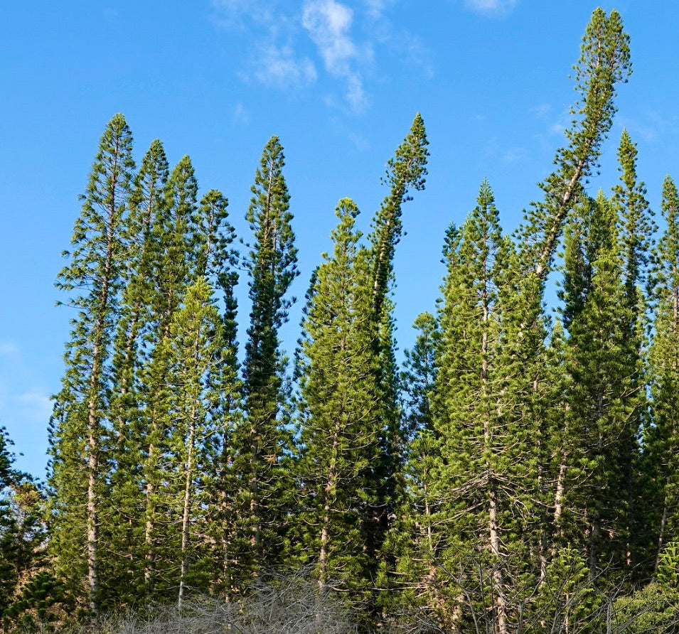 Araucaria columnaris alte e snelle conifere con fogliame verde denso contro un cielo azzurro