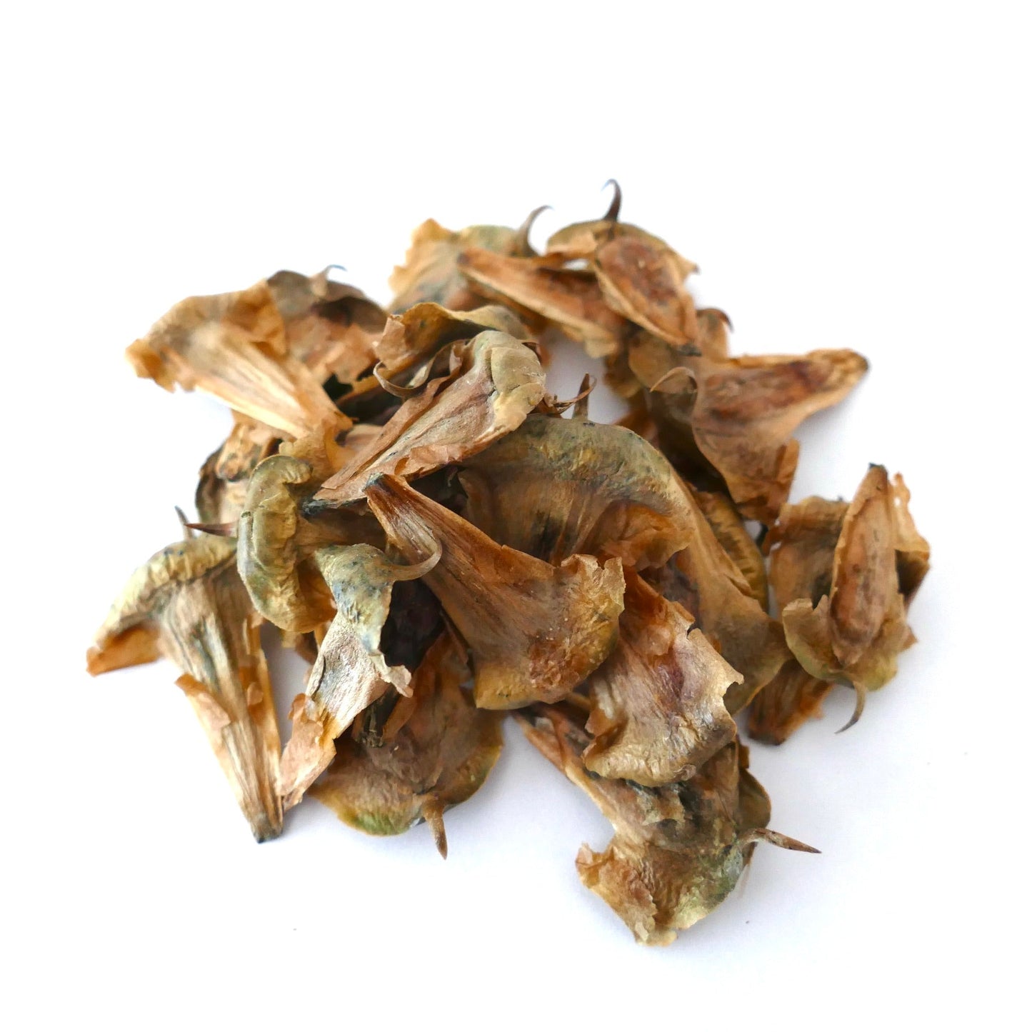 Araucaria columnaris dried seeds cluster on white background for planting
