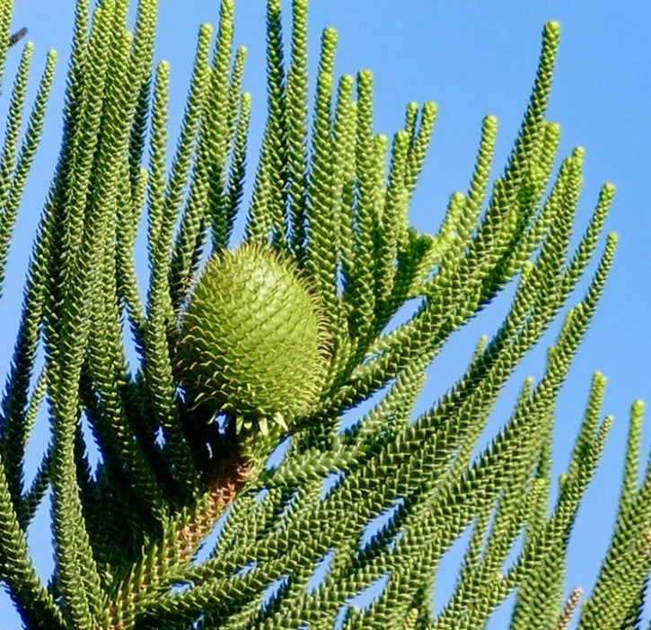 Araucaria columnaris rare conifer with spiral needle-like leaves and green cone against blue sky