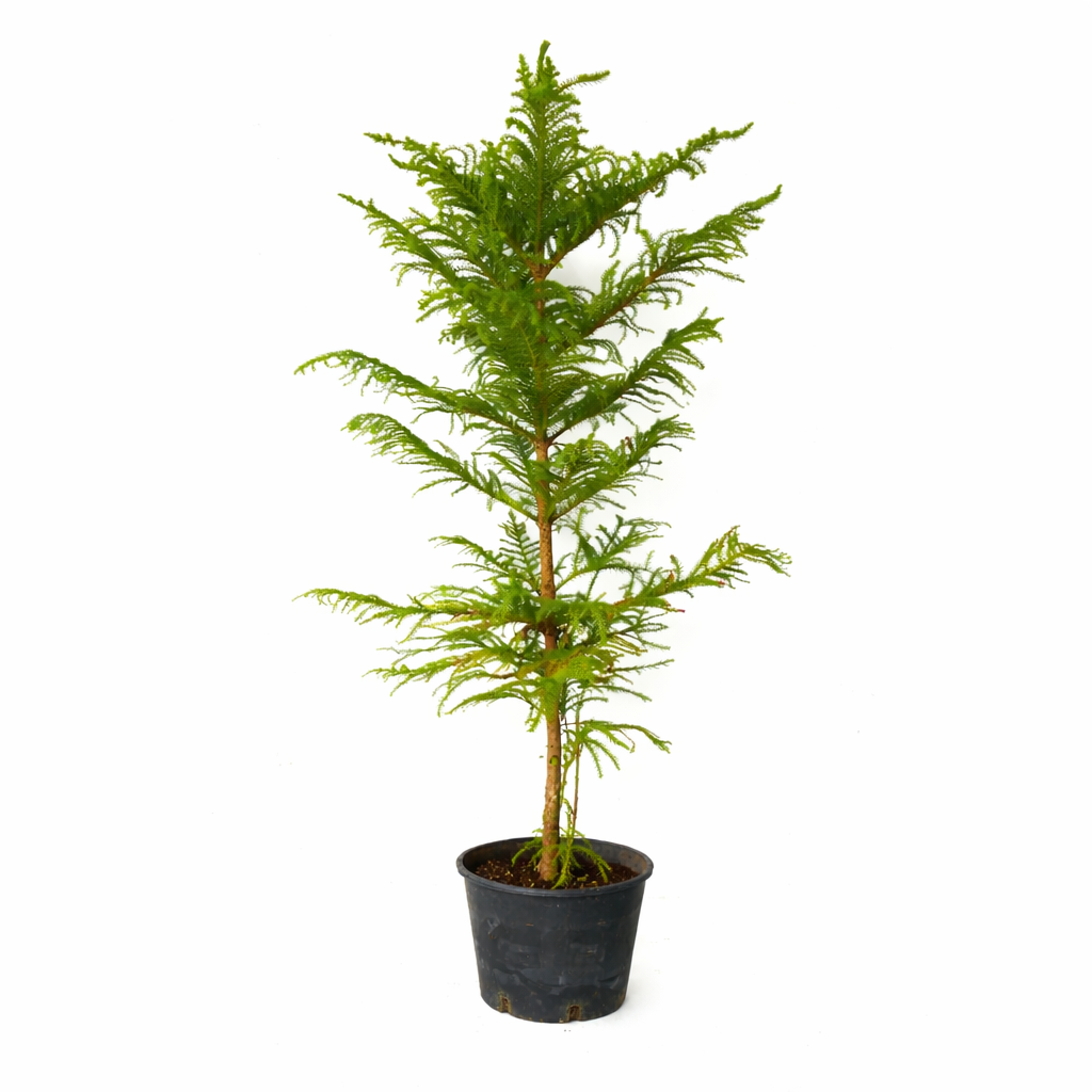 Araucaria heterophylla giovane pino di Norfolk in vaso con fogliame verde piumato