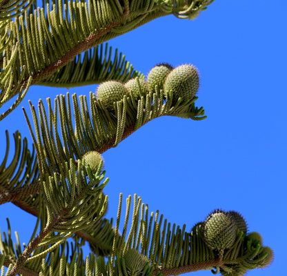 Coni giovani di Araucaria heterophylla e foglie simmetriche a forma di ago contro il cielo azzurro