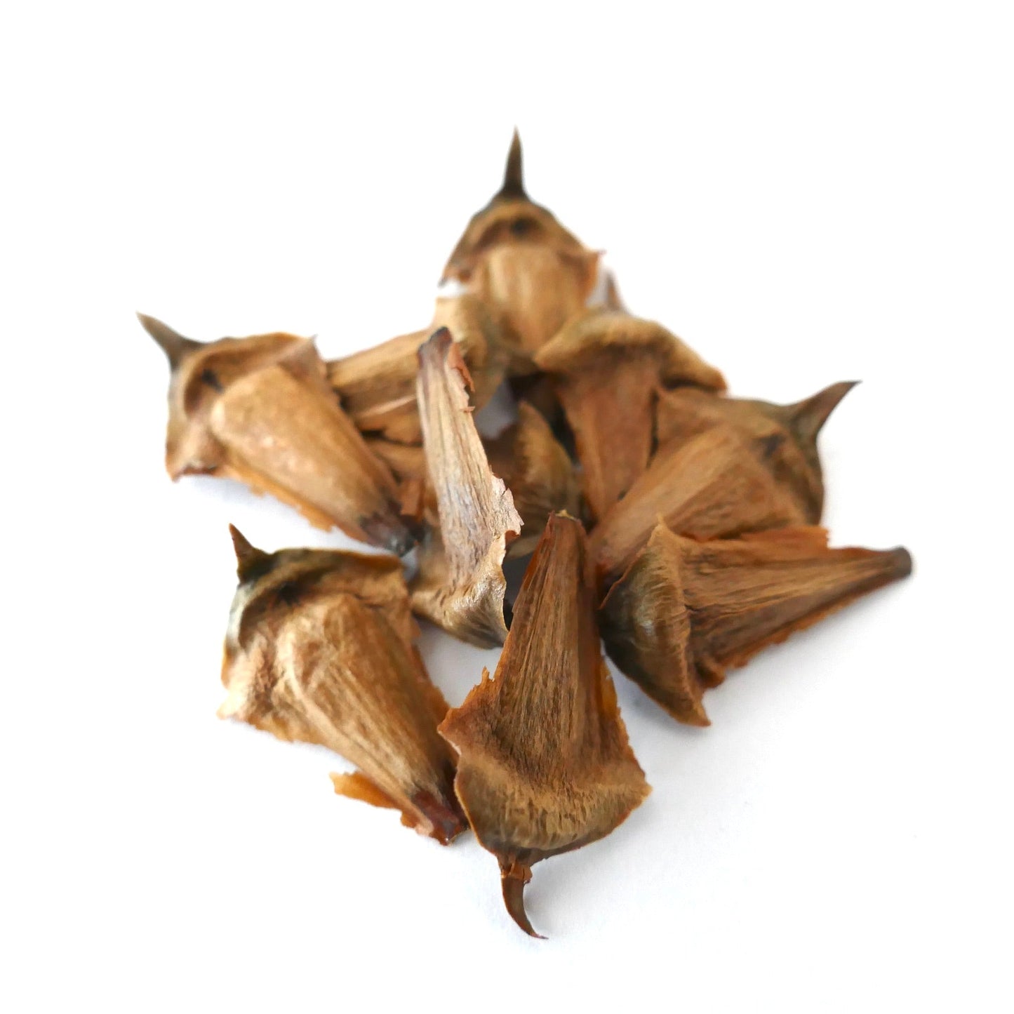 Araucaria laubenfelsii brown seed cones with pointed tips on white background