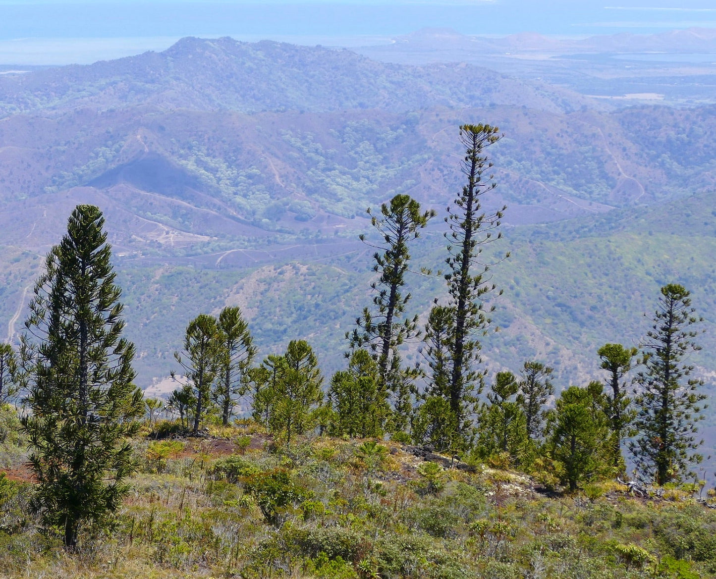 Araucaria laubenfelsii tall coniferous trees in mountainous landscape