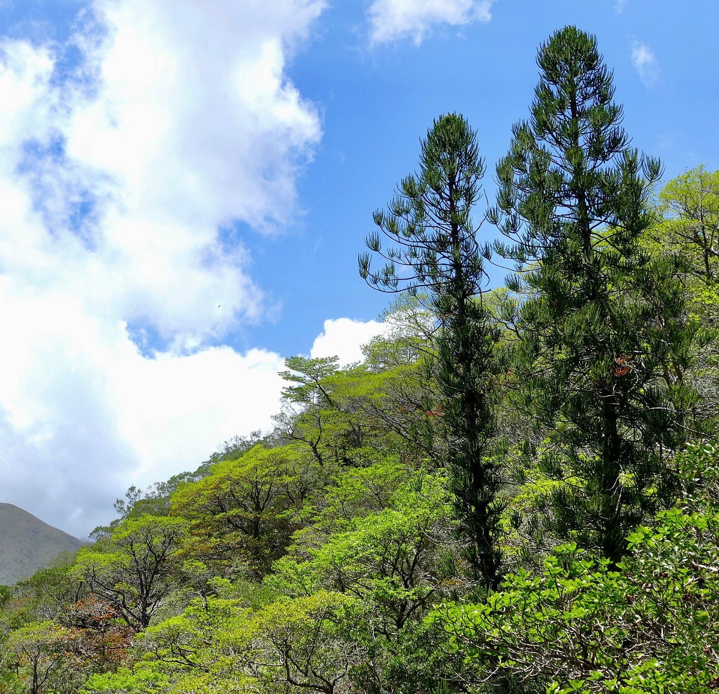Alti alberi sempreverdi di conifere Araucaria luxurians in ambiente forestale naturale sotto un cielo azzurro