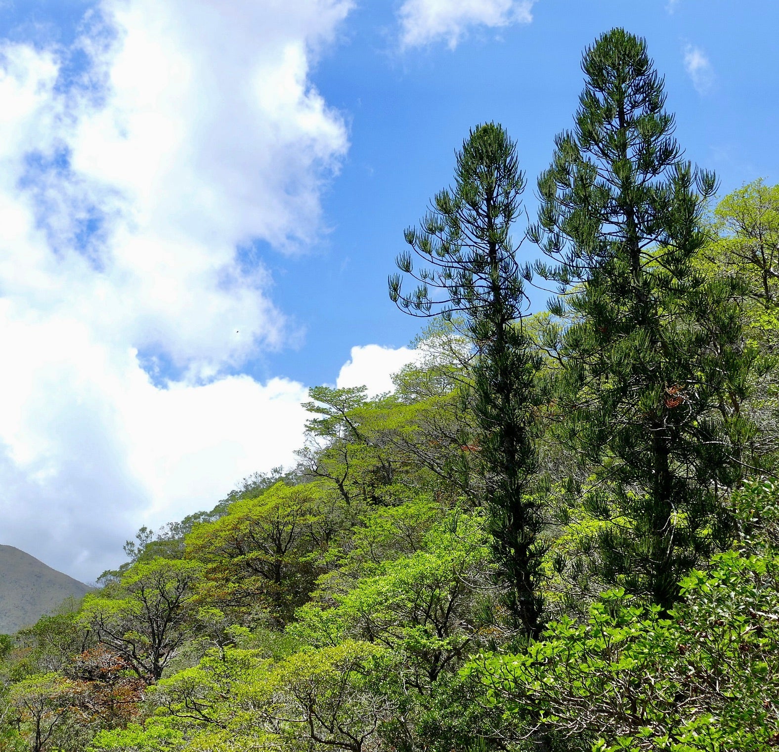 Alti alberi sempreverdi di conifere Araucaria luxurians in ambiente forestale naturale sotto un cielo azzurro