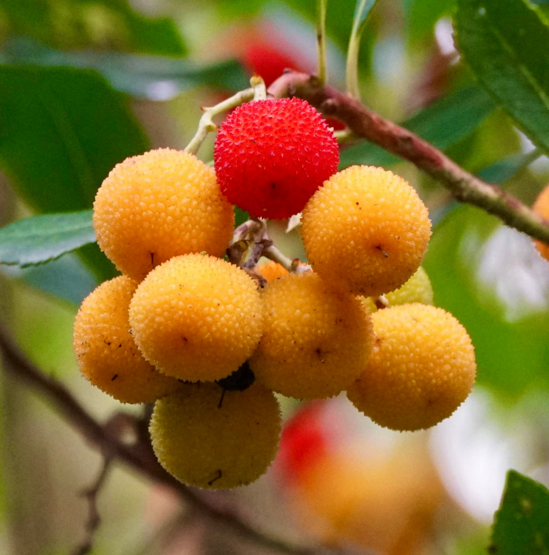 Frutti maturi e non maturi di Arbutus unedo, con texture gialla e rossa, sul ramo dell'albero di corbezzolo