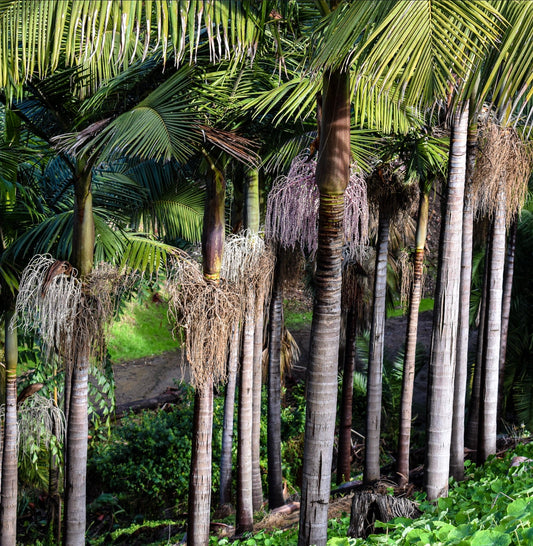 Archontophoenix alexandrae tall slender palm trees with green pinnate leaves and fibrous trunks
