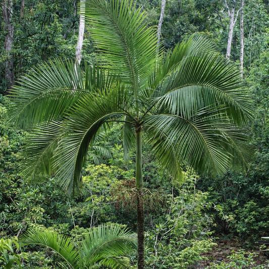 Archontophoenix tuckeri slender palm tree with feathery green fronds in tropical forest