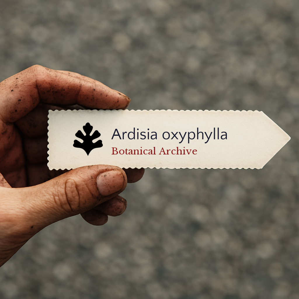Etichetta stampata per pianta di Ardisia oxyphylla con il logo Botanical Archive tenuta da una mano sporca