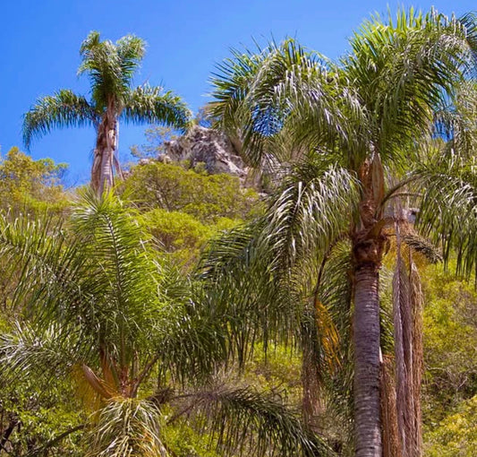 Arecastrum romanzoffianum alta palma con fronde verdi piumate e tronco testurizzato all'aperto